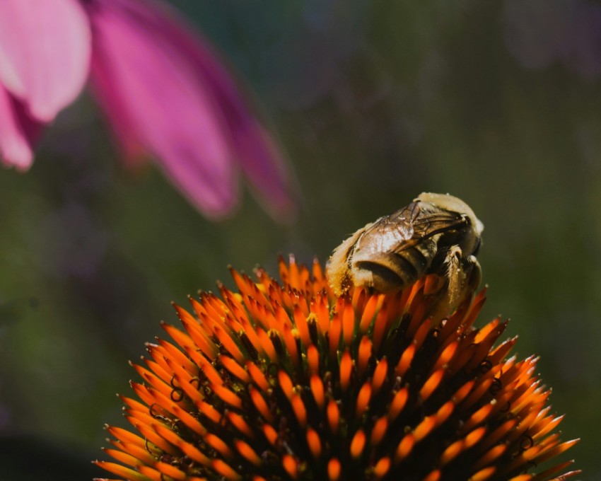 a bee on a flower with a blurry background