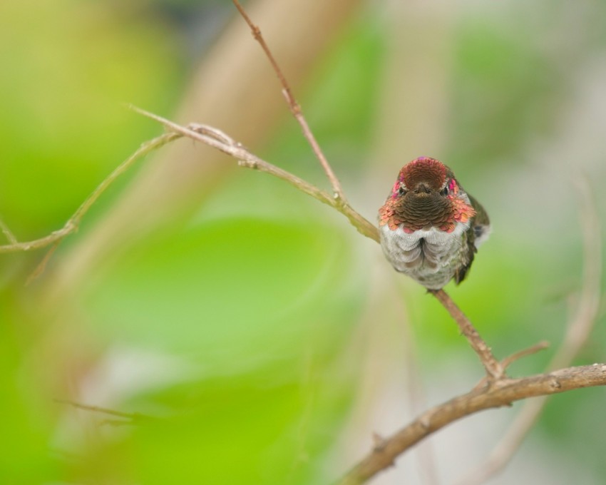 a small bird sitting on top of a tree branch