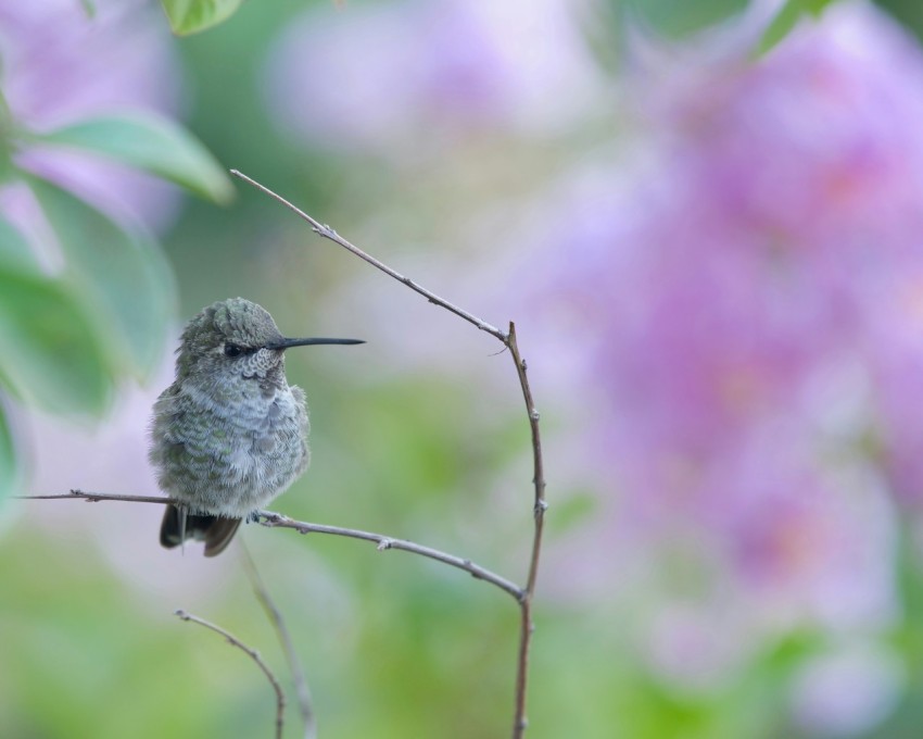 a small bird sitting on top of a tree branch