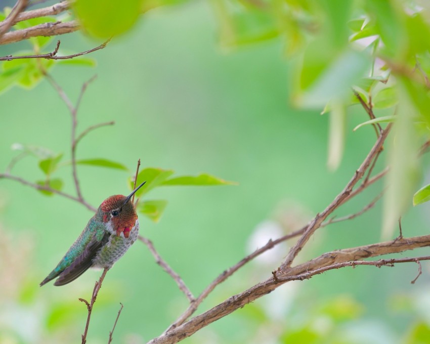 a small bird perched on a tree branch