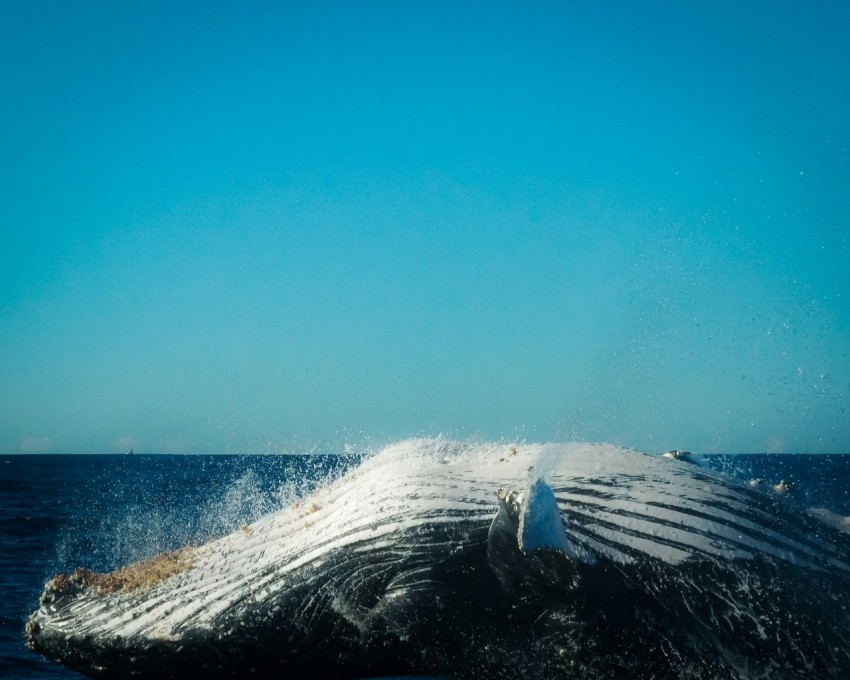 a humpback whale jumping out of the water