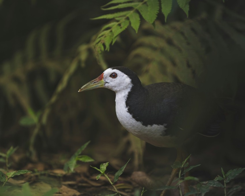 a black and white bird standing in the grass