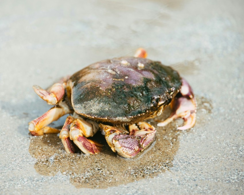 a close up of a crab on a beach