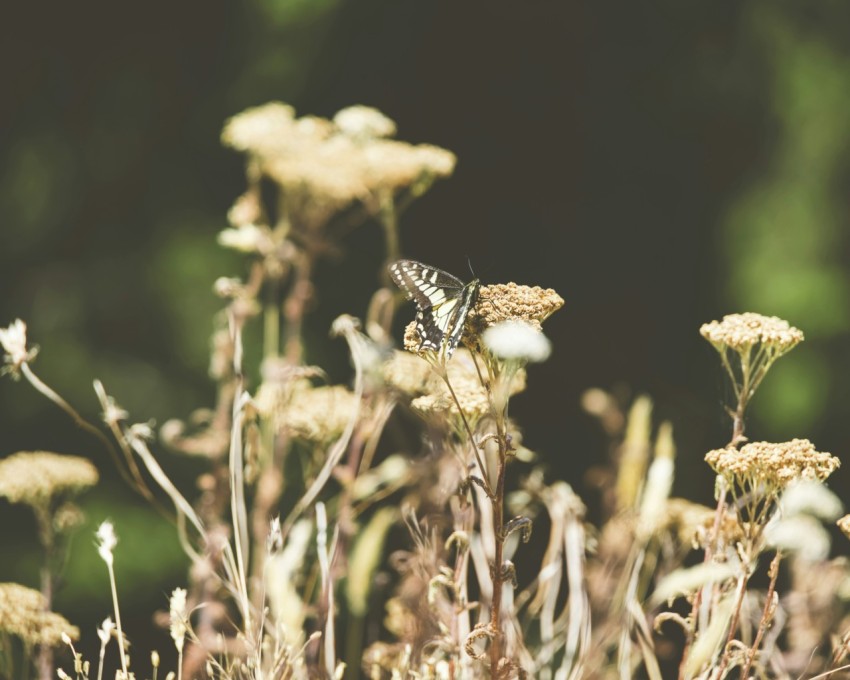 a close up of a bunch of flowers in a field