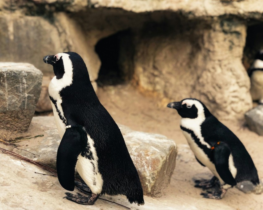 two black and white penguins beside stone fragment