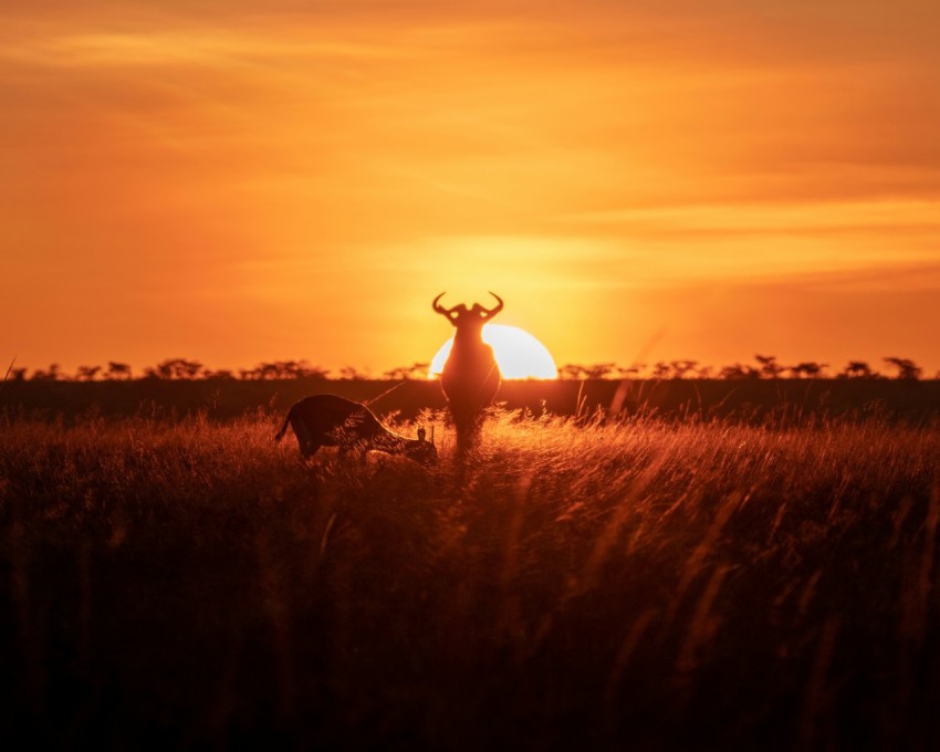 silhouette of horse on grass field during sunset