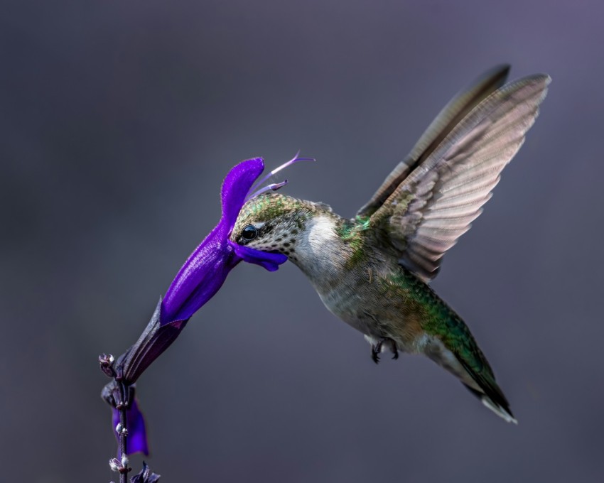 a bird with a unicorn head