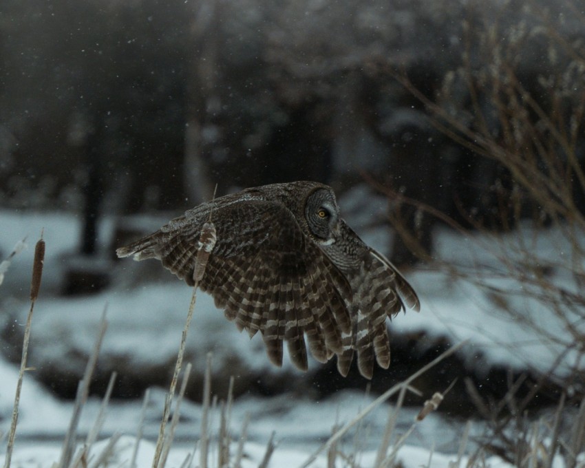 a bird flying in the snow 0yKH