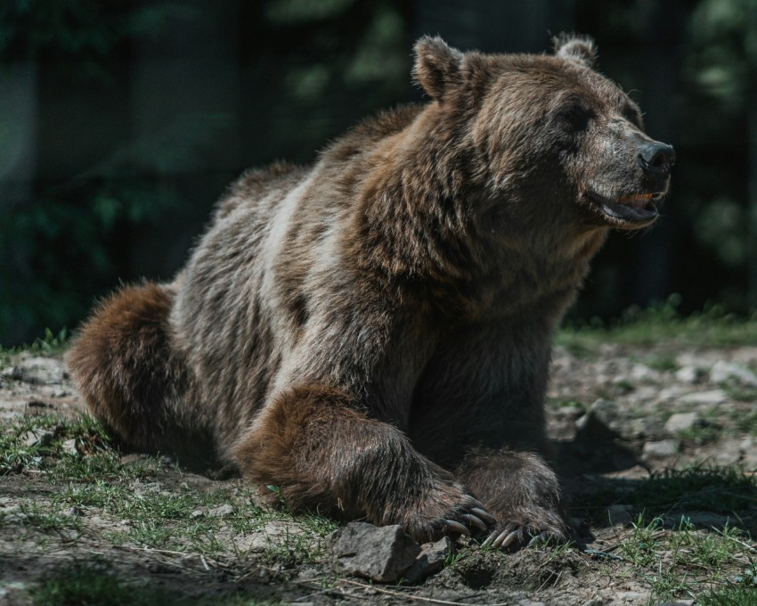 brown bear on green grass during daytime