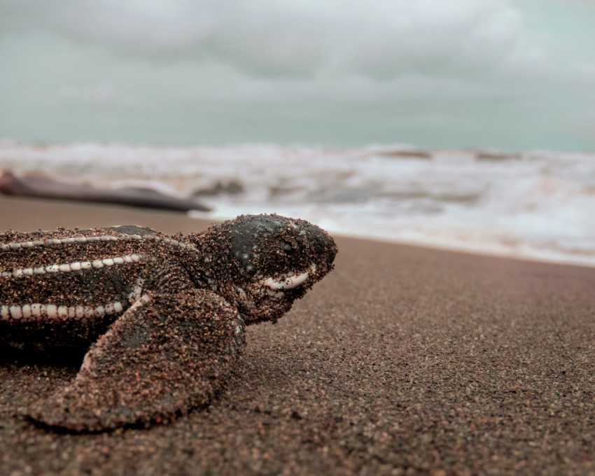 black and brown turtle on beach shore during daytime