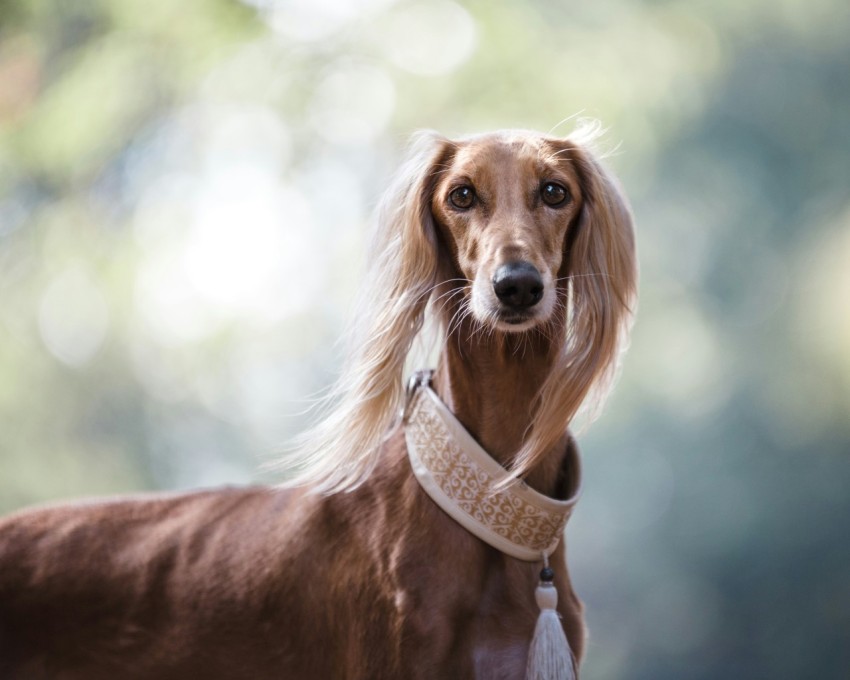 short coated brown dog Ugg