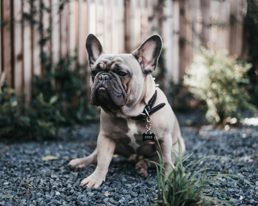 adult fawn french bulldog on focus photo