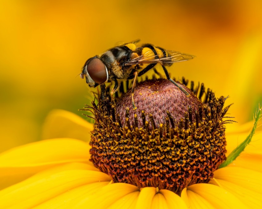 a bee on a flower