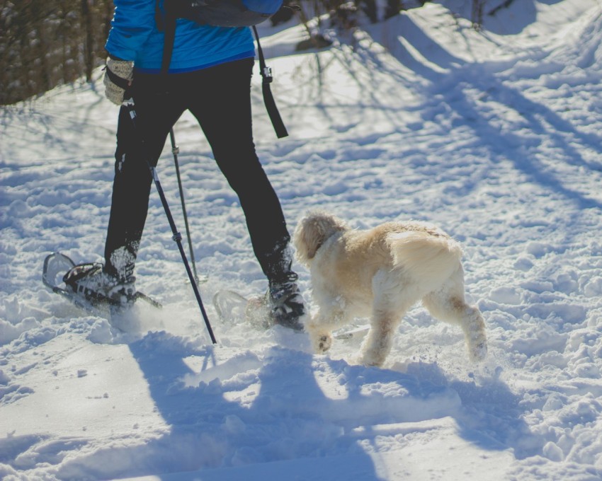 person walking in front of white dog on snow covered ground during daytime q64bx L