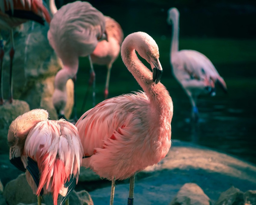 pink flamingos on water during daytime