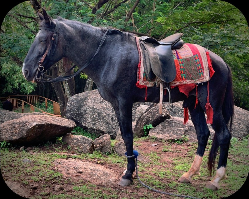 a horse with saddles GnMRx