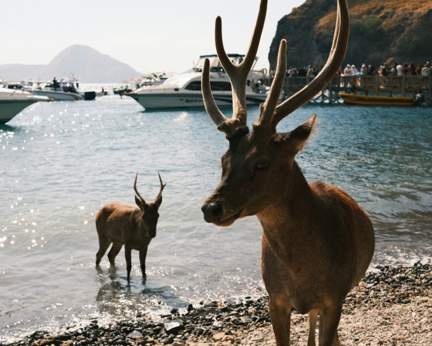 a couple of animals that are standing in the water 8a