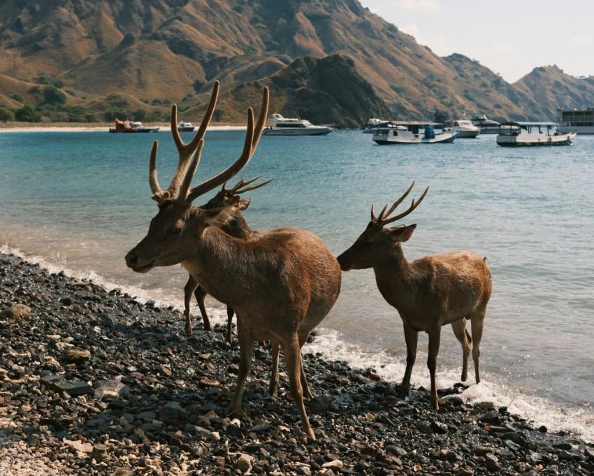 a couple of deer standing on top of a rocky beach