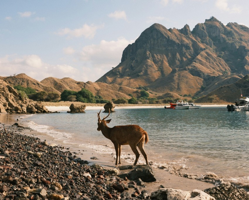 a deer standing on a rocky beach next to a body of water