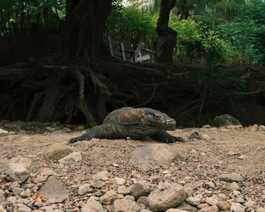 a large turtle laying on top of a sandy beach JDUK