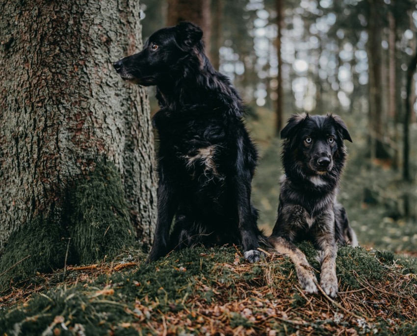 two black dogs sitting beside tree