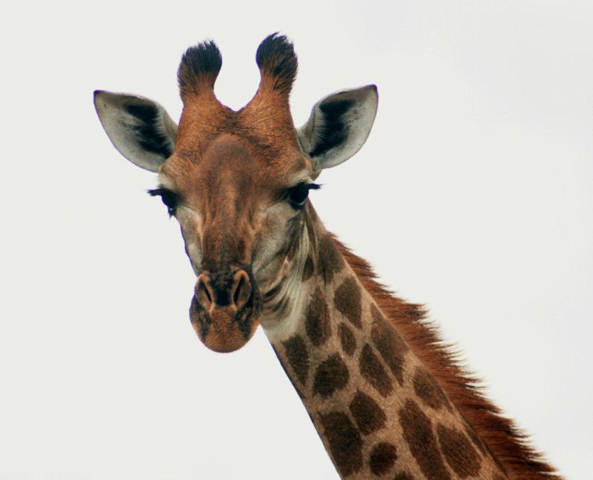 brown and white giraffe head