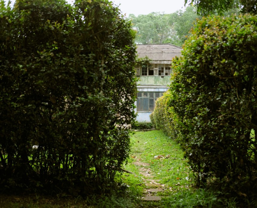 a view of a house through some bushes 0H