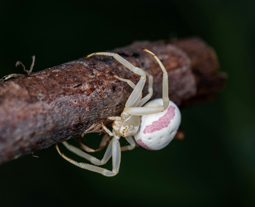 a white spider crawling on a branch