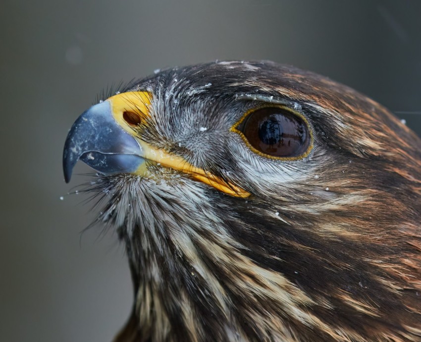 a close up of a bird of prey