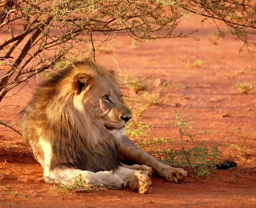 lion leaning near tree during daytime 9g