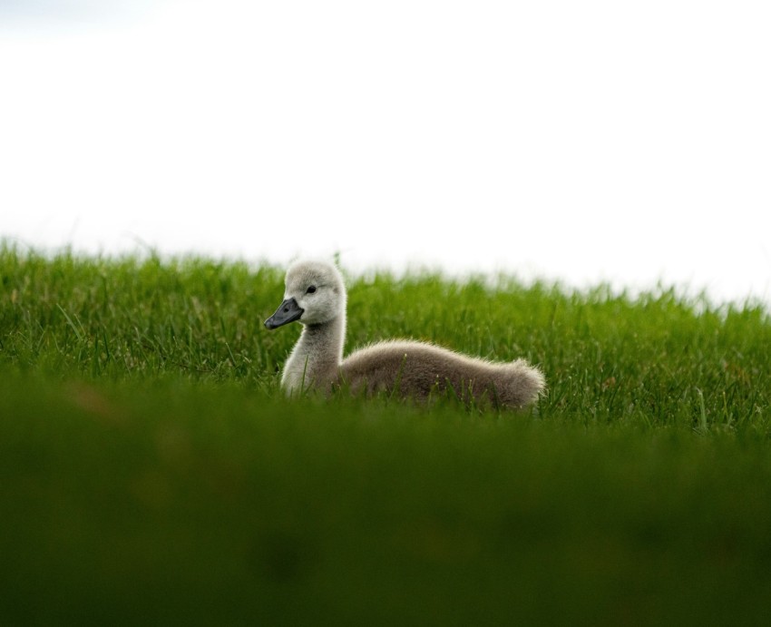 a couple of animals that are in the grass