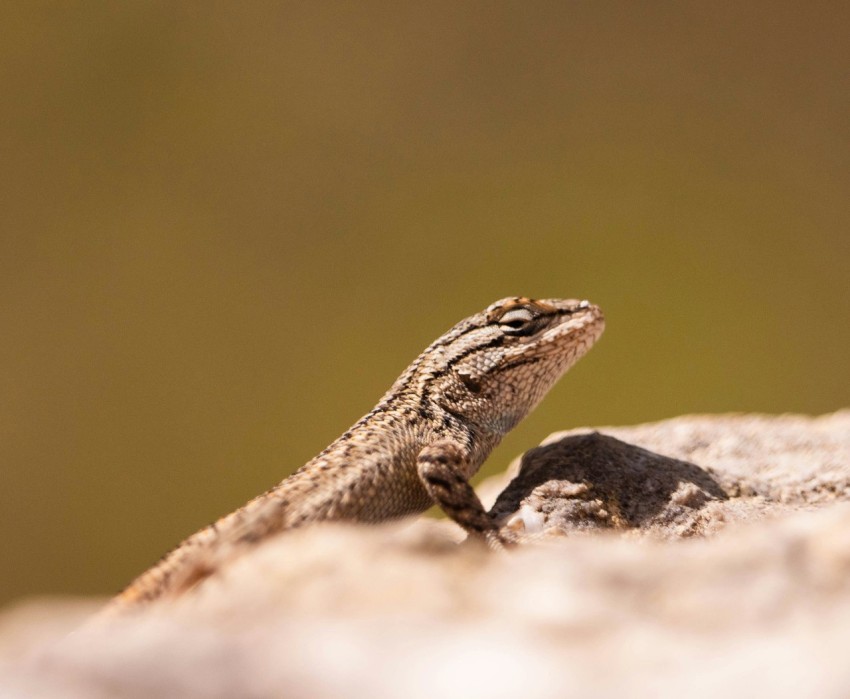 a lizard sitting on top of a rock