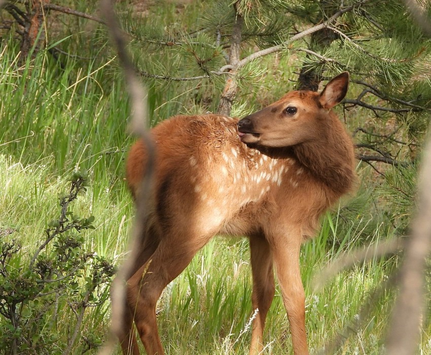 a young deer is standing in the tall grass