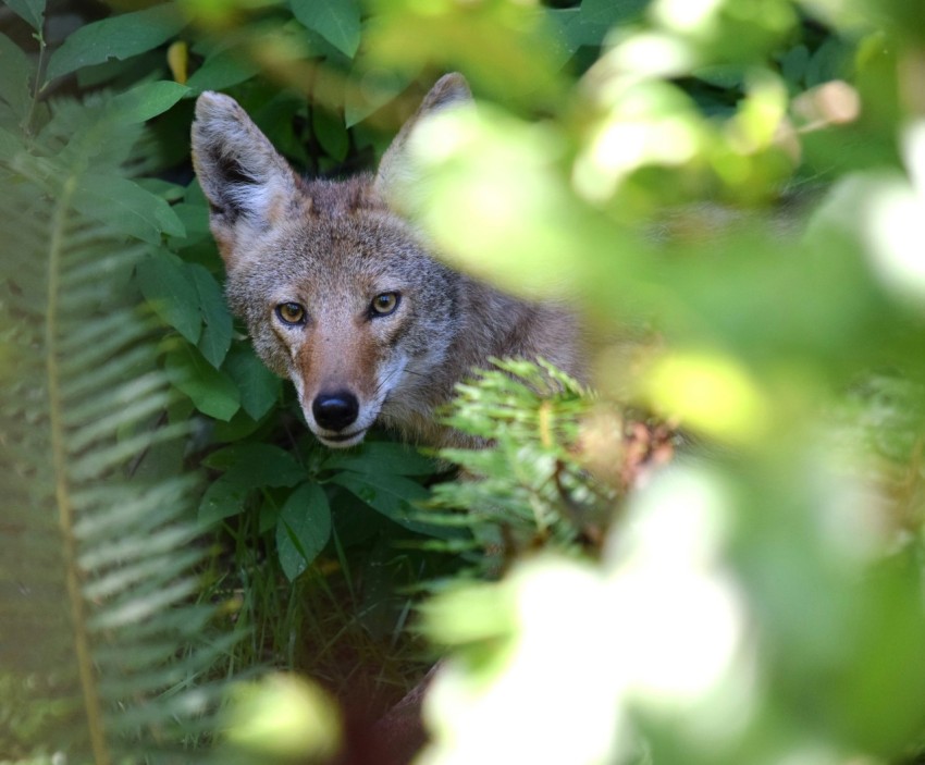 a wolf hiding in the bushes looking at the camera