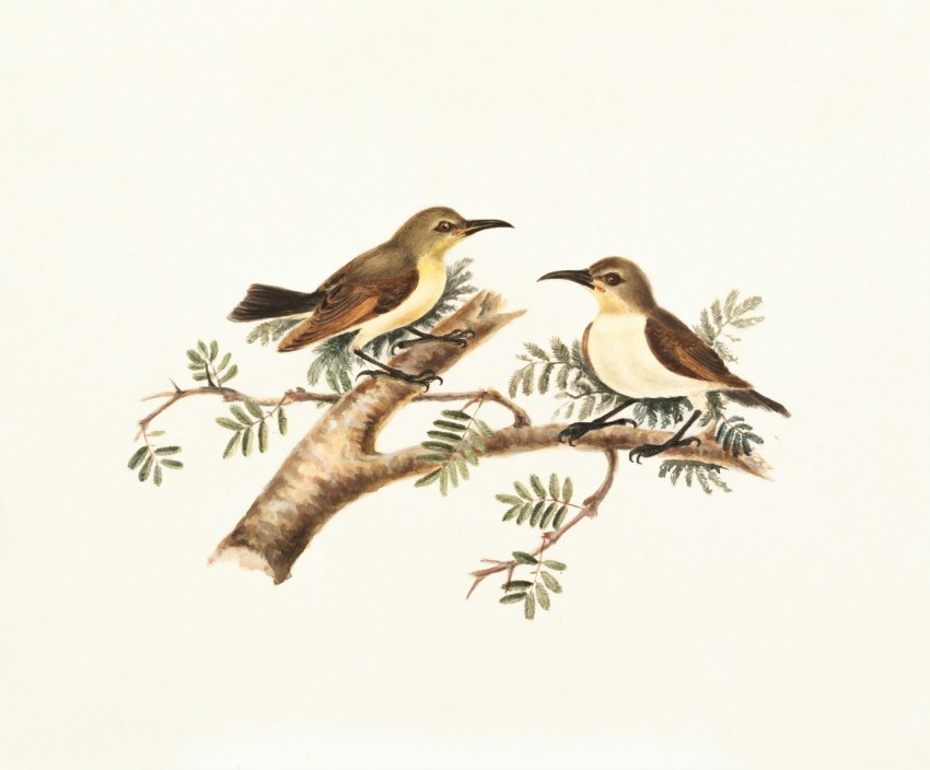 two brown and white birds perching on tree branch illustration