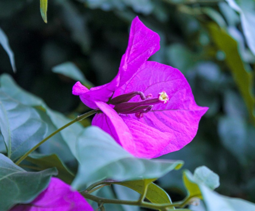 a purple flower with green leaves