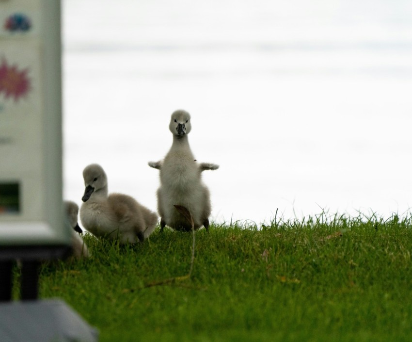 a group of birds standing on top of a lush green field