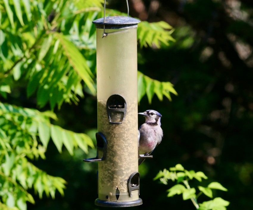 a bird that is sitting on a bird feeder