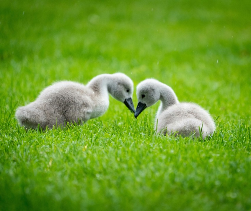 a couple of birds that are sitting in the grass