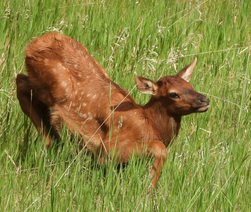 a baby deer standing in a field of tall grass