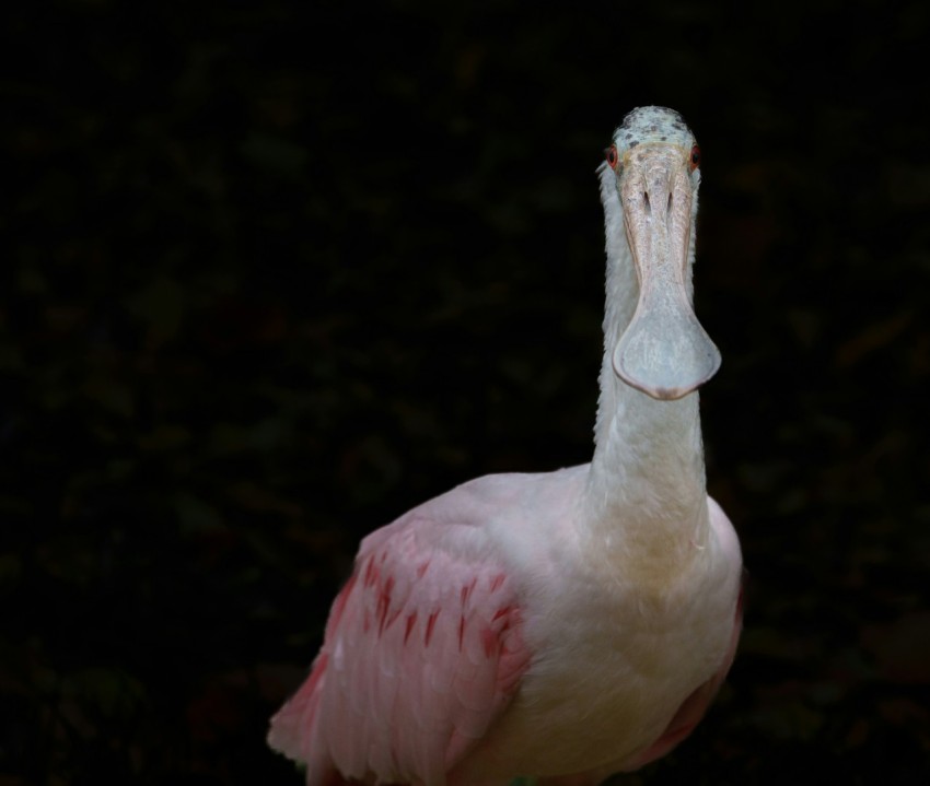 a pink and white bird with a large beak mAZN Hbsu