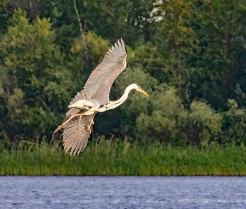 a large white bird flying over a body of water