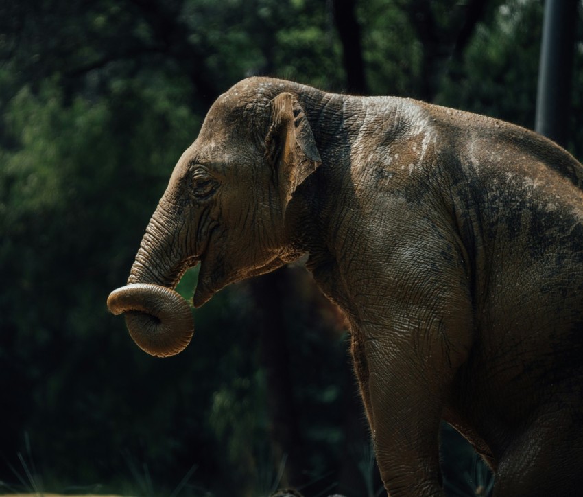 an elephant standing in front of some trees