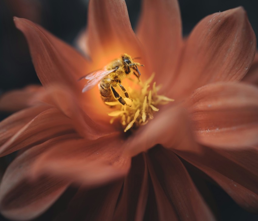 honeybee perched on orange flower in close up photography