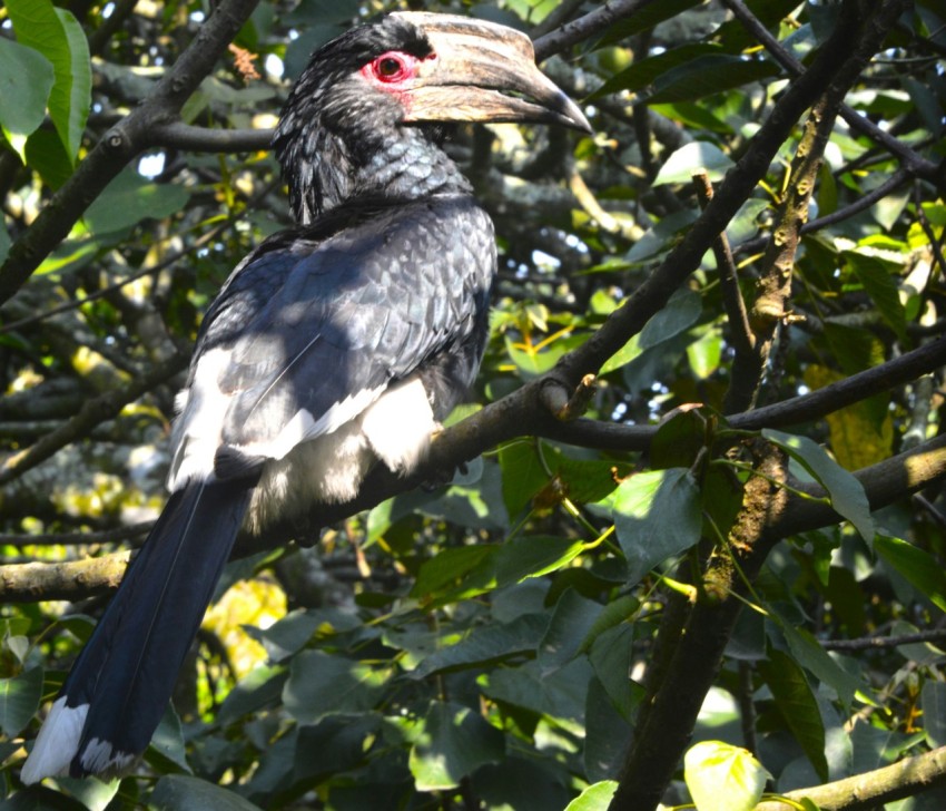 a black and white bird sitting on a tree branch