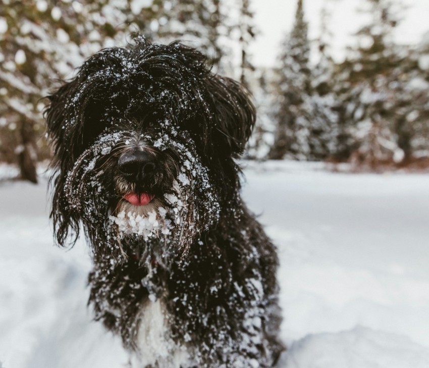 black dog in snow field