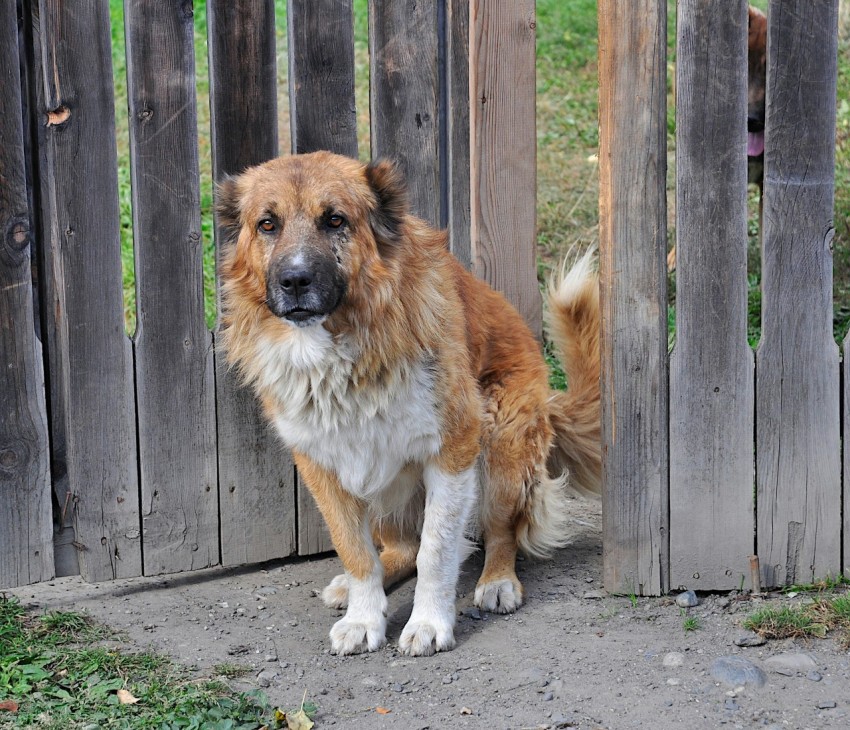 a brown and white dog standing next to a wooden fence