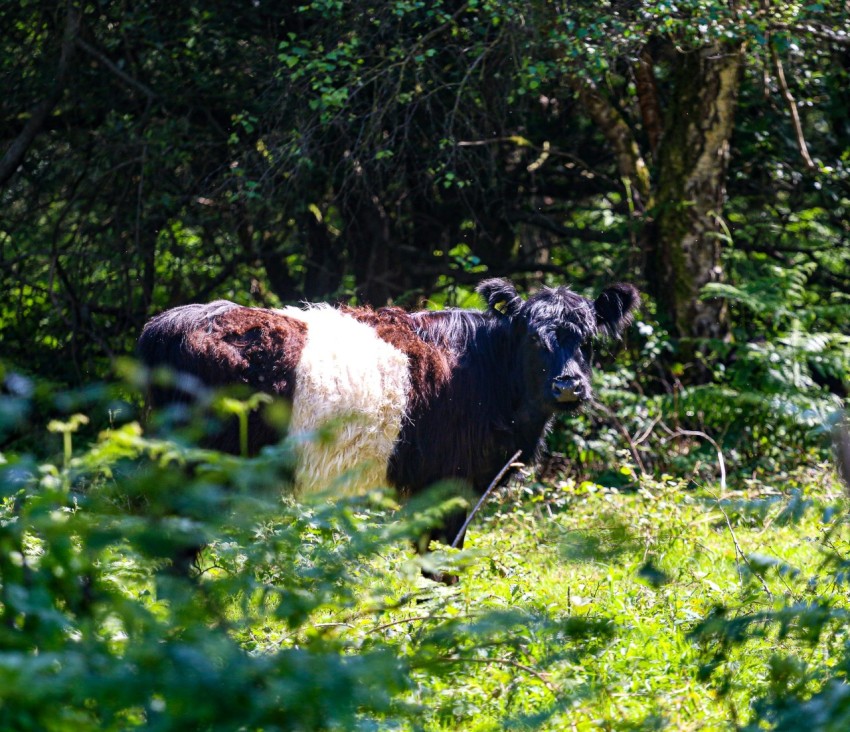 a brown and white cow standing in a lush green forest