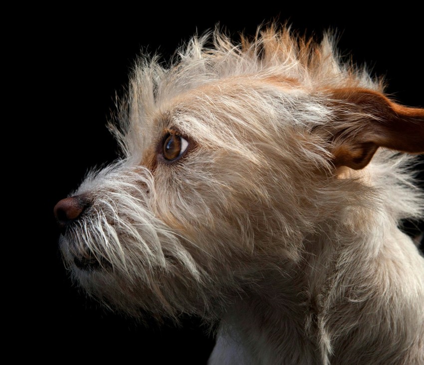 a close up of a dogs face on a black background