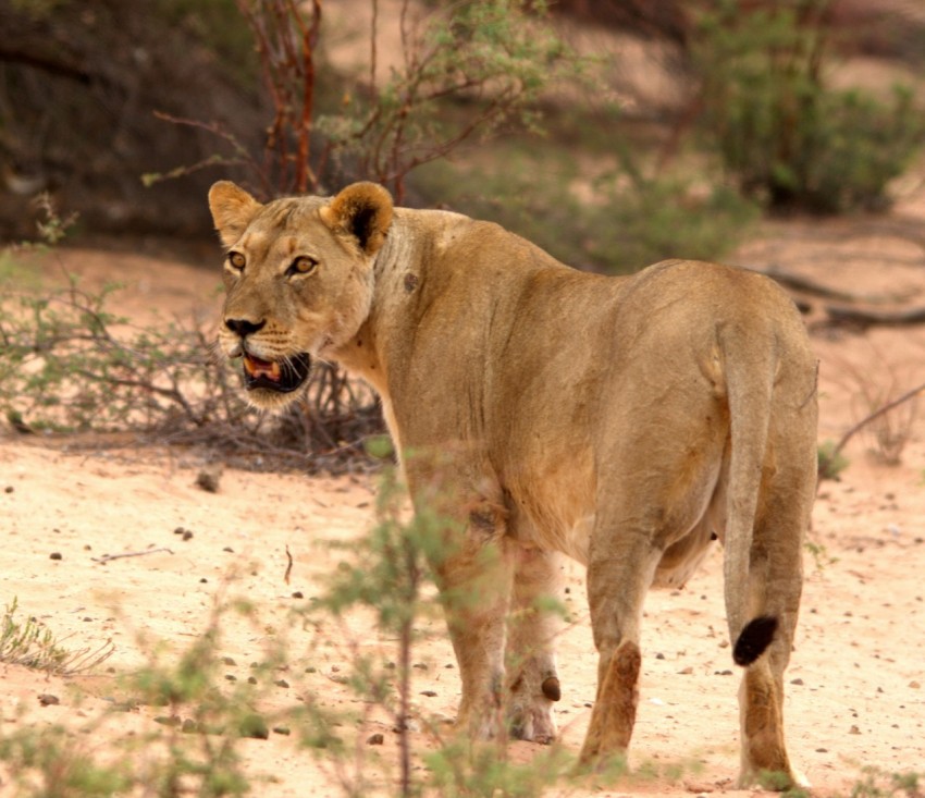 a lion standing in the middle of a dirt field